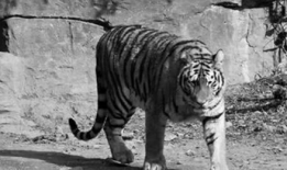 老虎视频,探索动物世界的神秘与魅力